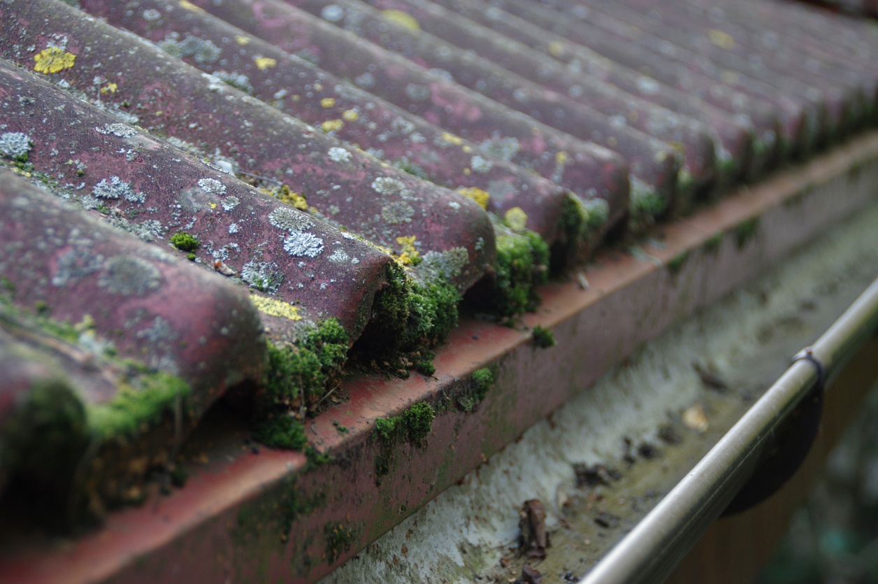 tile roof with algae and moss