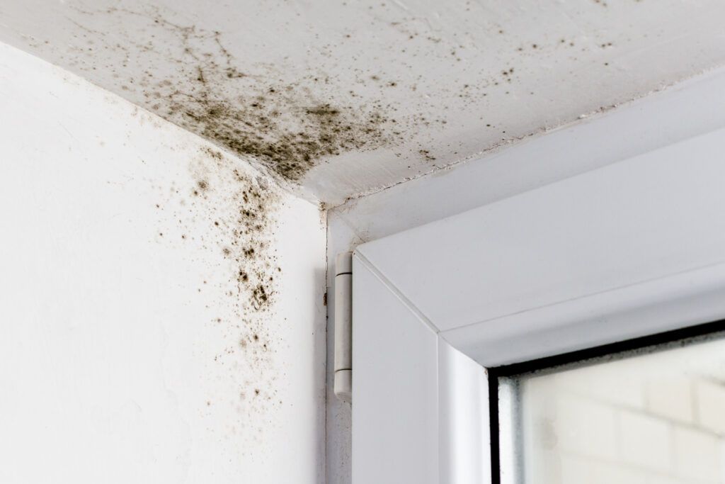 Roof leak in a commercial building, with white walls and mold growth.